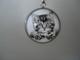 Katze 5