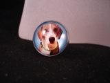 Hunde 7