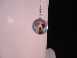 Hunde 7